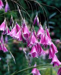 Dierama Pendulum Flower Seeds
