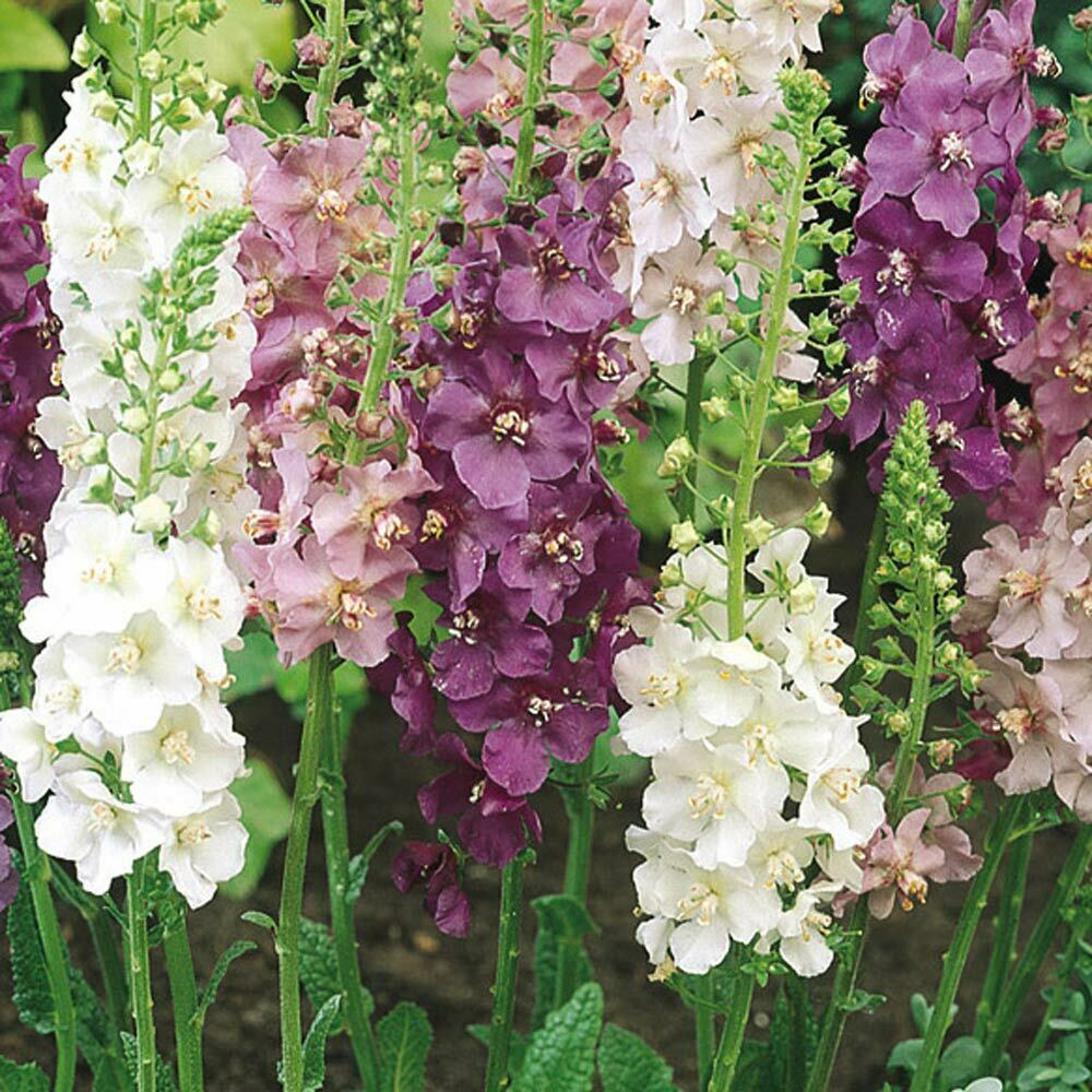 Verbascum Phoeniceum Flower Seeds - Heirloom Non GMO High Germination Garden Planting Seeds