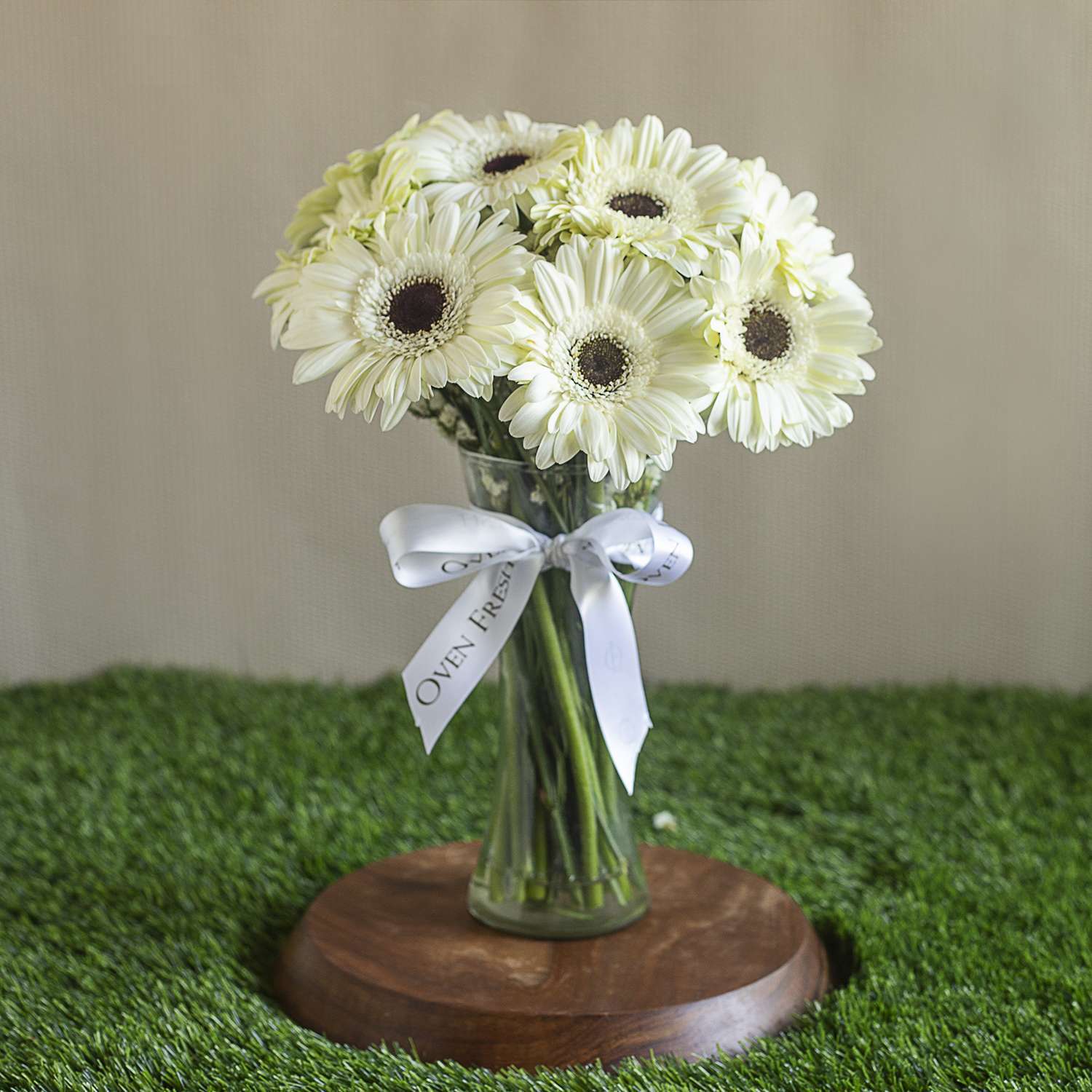 White Gerbera Flower Seeds – Exotic Flowering Plants for Vibrant Backyard Beauty