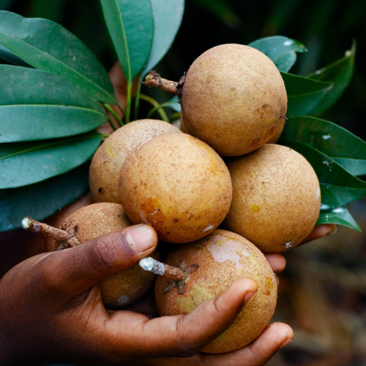 new fresh sapote fruit exotic sweet sapotes for your backyard orchard Fruit seeds