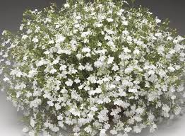 White Fresh Lobelia Erinus Flower Seeds Heirloom Non-GMO High Germination Organic Garden Seeds - Heirloom Non GMO High