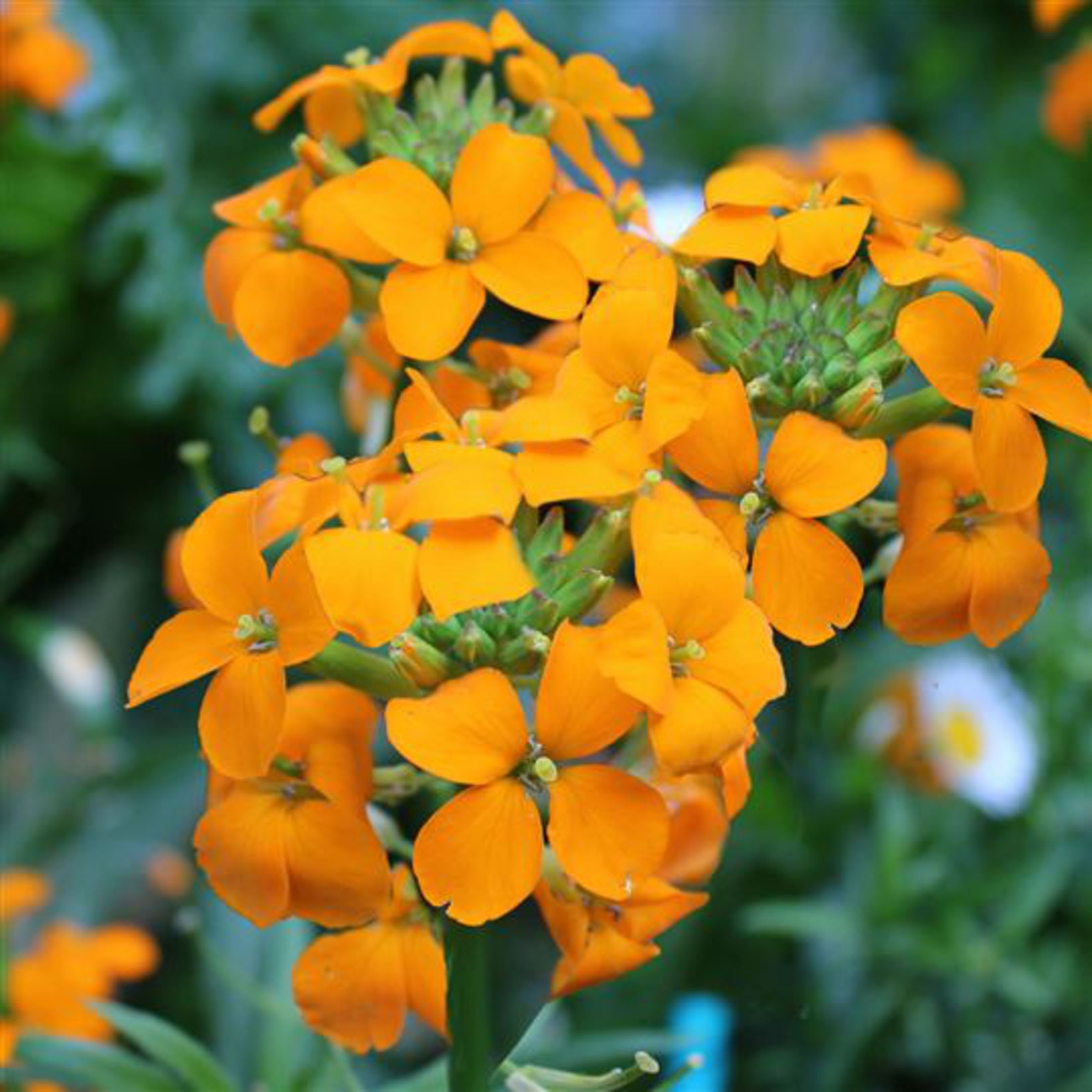 Orange Cheiranthus Allionii Flower Seeds - Heirloom Non GMO High Germination Garden Planting Seeds