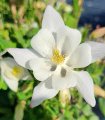 White Brown Aquilegia Flower Seeds