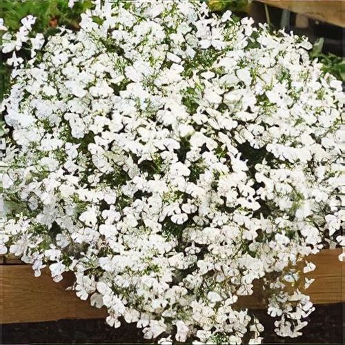White Fresh Lobelia Erinus Flower Seeds Heirloom Non-GMO High Germination Organic Garden Seeds - Heirloom Non GMO High