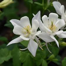 White Brown Aquilegia Flower Seeds Heirloom Non-GMO Organic Garden Seeds for Planting - Heirloom Non GMO High