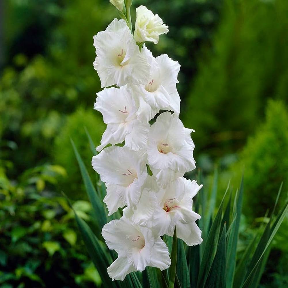 White Gladiolus Flower Seeds Heirloom Non-GMO High Germination Organic Garden Seeds for Planting