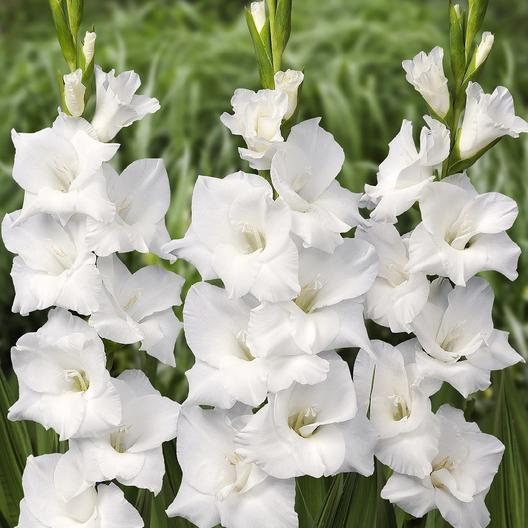 White Gladiolus Flower Seeds Heirloom Non-GMO High Germination Organic Garden Seeds for Planting