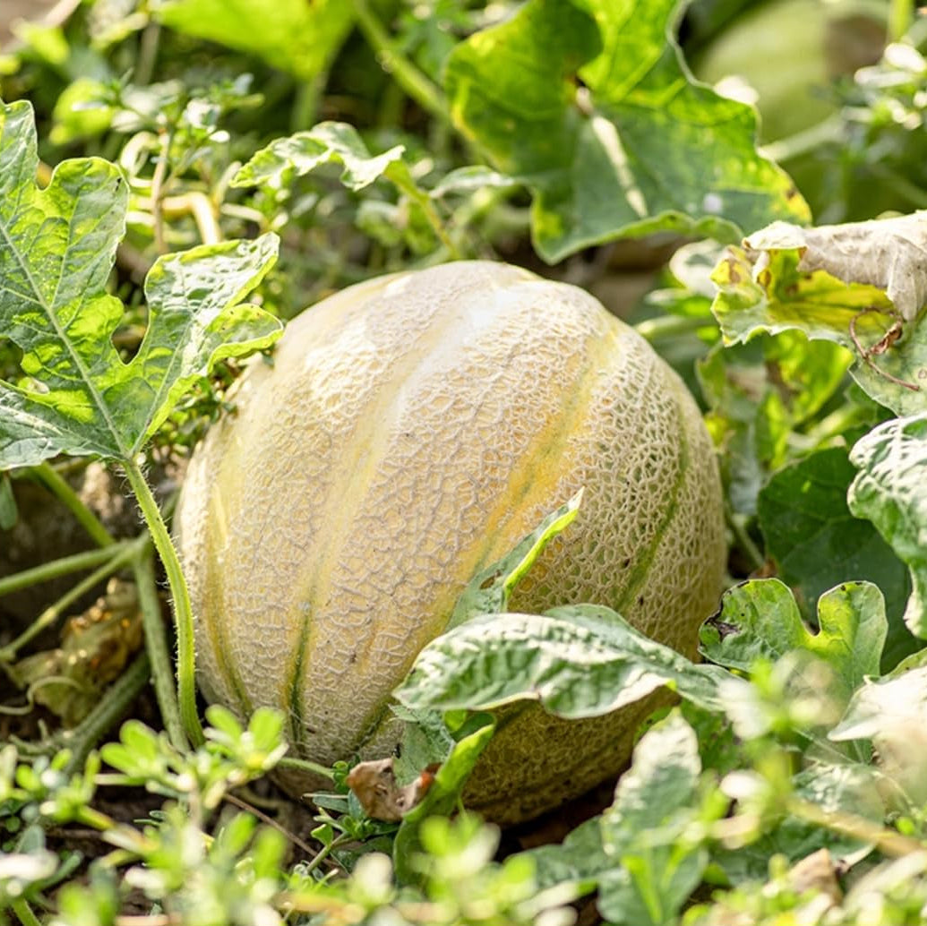 lilliput cantaloupe melon high organic Fruit Seeds organic garden seeds