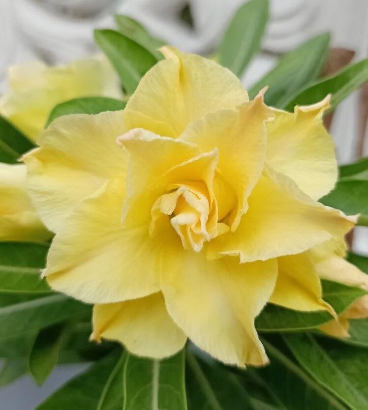 Yellow Adenium Flower Seeds