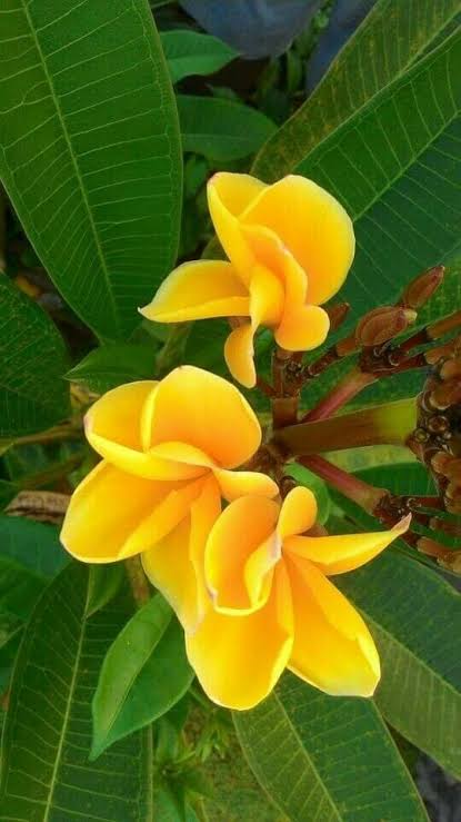Champa Flower Seeds