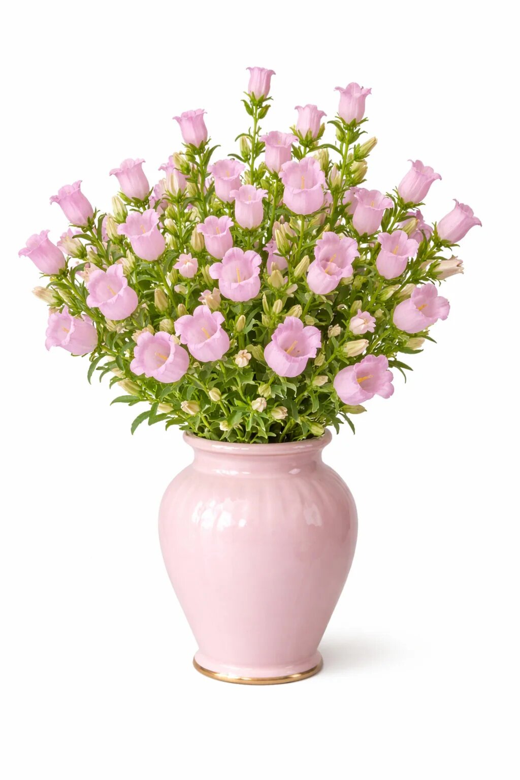 Pink Campanula Flower Seeds - Heirloom Non GMO Garden Seeds for Planting, High Germination Quality