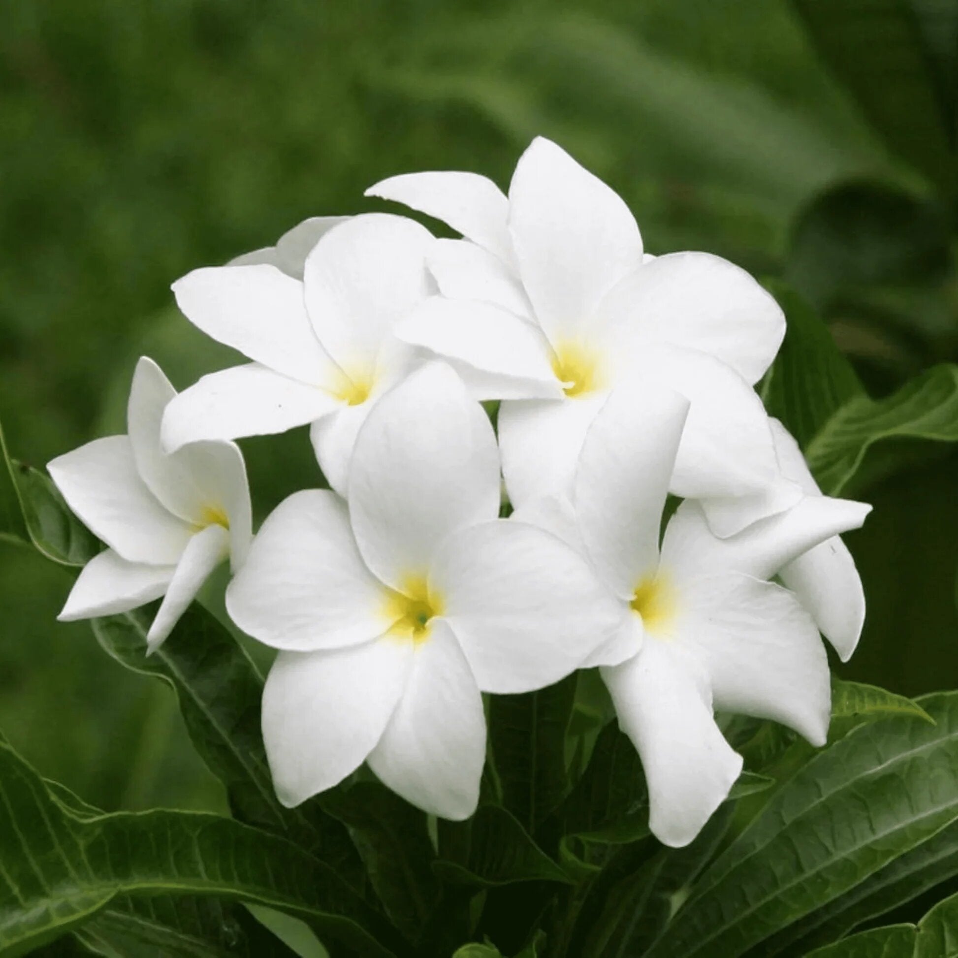 Green White Plumeria Flower Seeds - Heirloom Non GMO High Germination Flower Seeds for Home Garden Planting