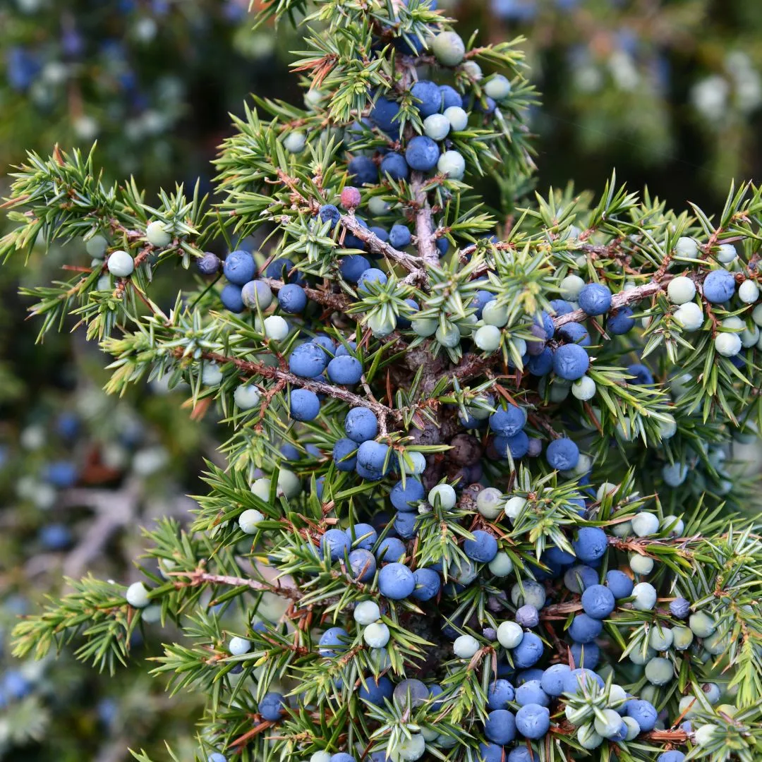 black juniper berries fruit start your Fruit Seeds
