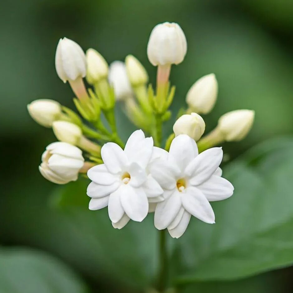 White Jasmine Flower Seeds
