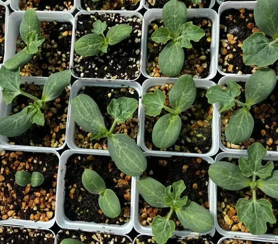 wide adaptability oval shape hybrid watermelon semillas de sandia sowing high organic Fruit Seeds organic garden seeds