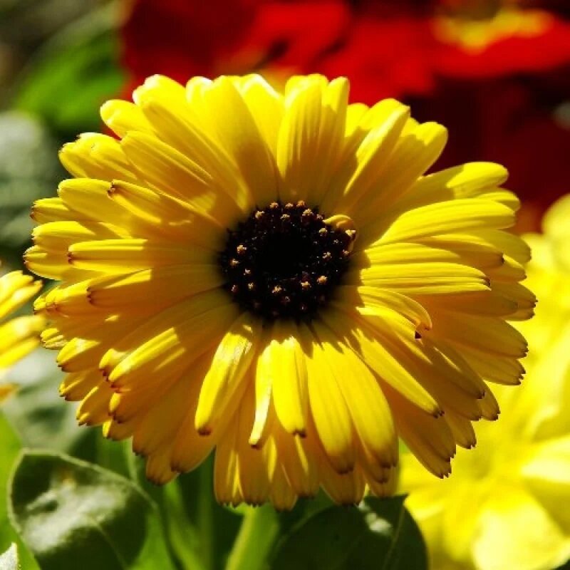 Yellow Calendula Flower – Heirloom, Non GMO, High Germination Seeds - Heirloom Non GMO High Germination Organic Garden