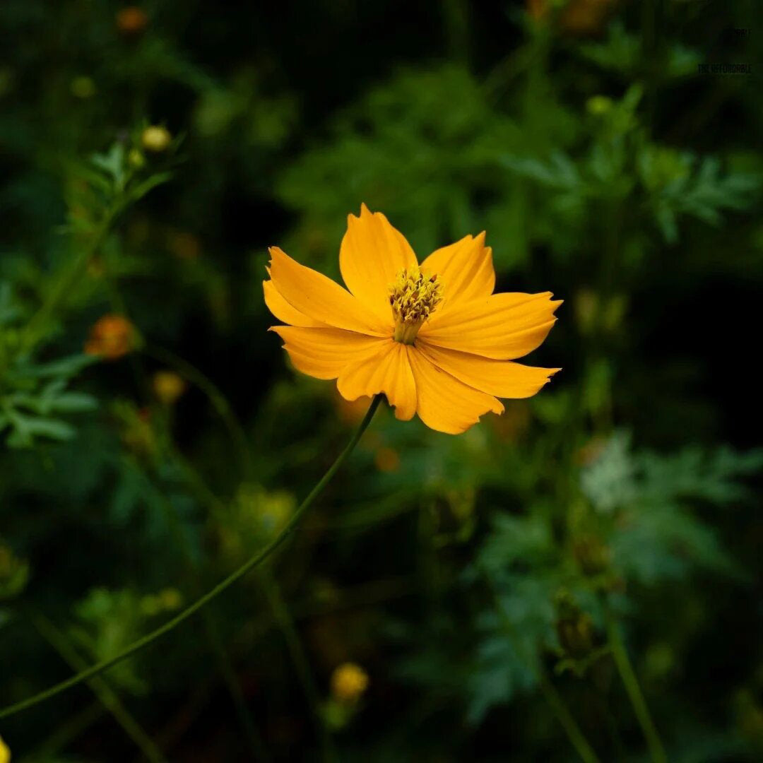 Yellow Cosmos Flower Seeds
