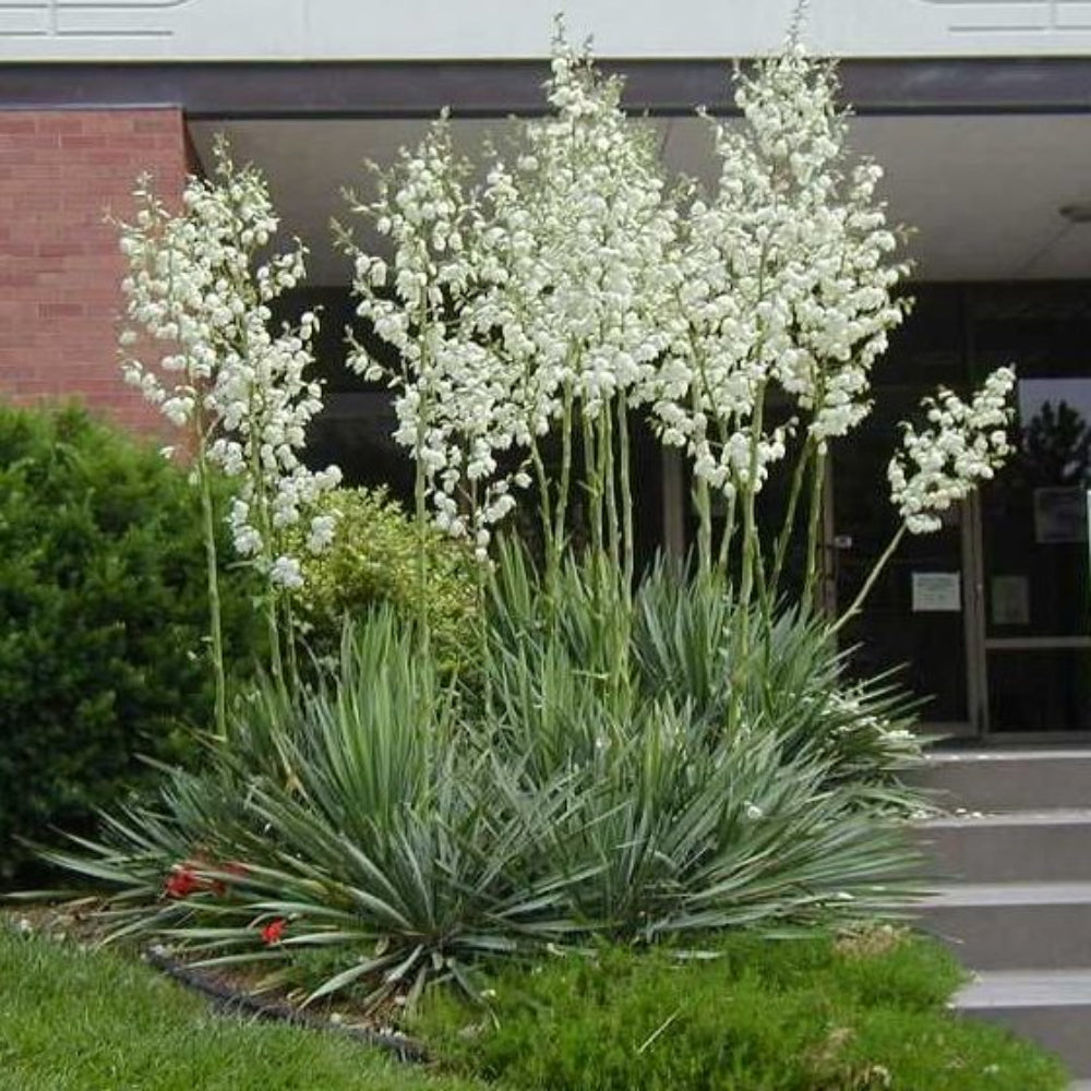Yucca Filamentosa Adams Needle Wildcrafted Organic Free Shipp
