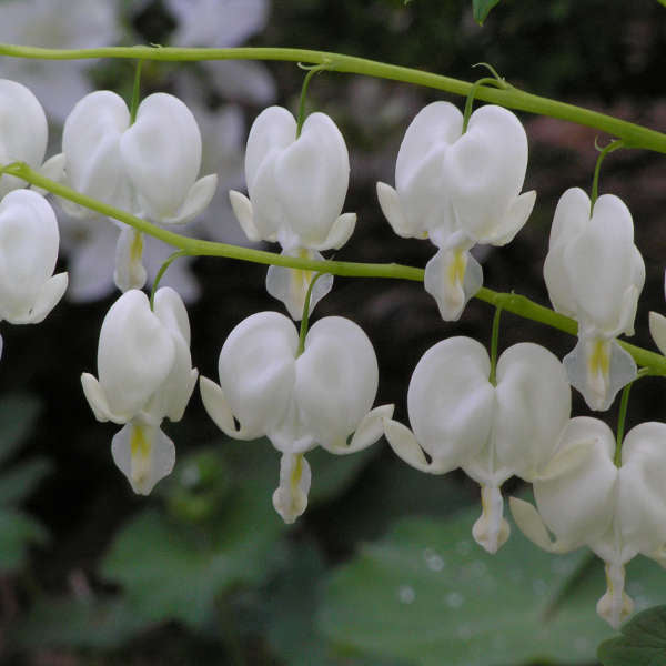 White Dicentra Spectabilis Flower Seeds - Heirloom Non GMO High Germination Flower Seeds for Home Garden Planting