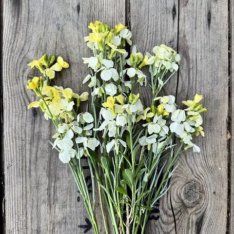 White Erysimum Cheiri Flower Seeds