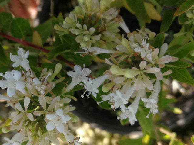 Abelia Flower Seeds