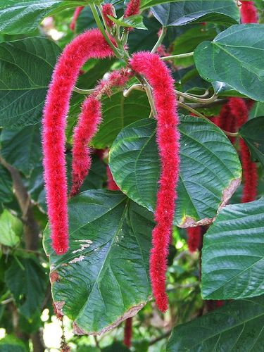 Acalypha Flower Seeds - Heirloom Non GMO High Germination Garden Planting Seeds