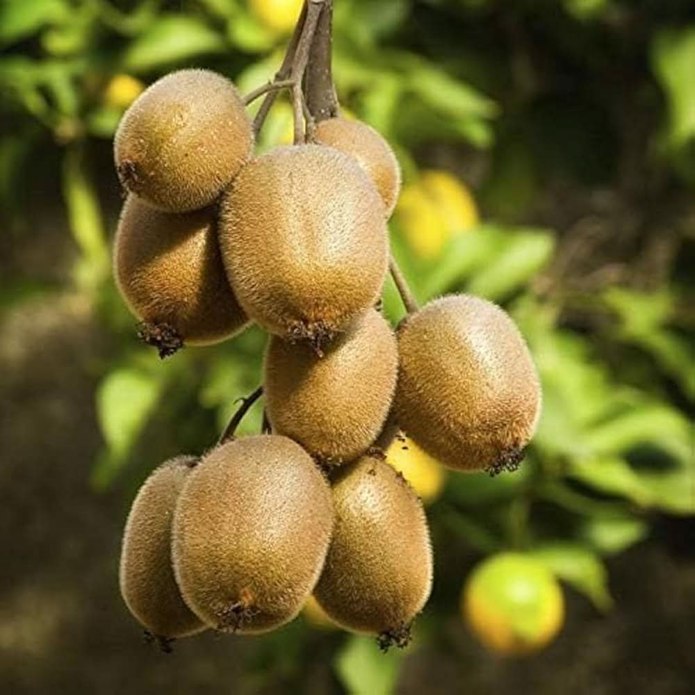 chinese actinidia chinensis hardy green kiwifruit seeds