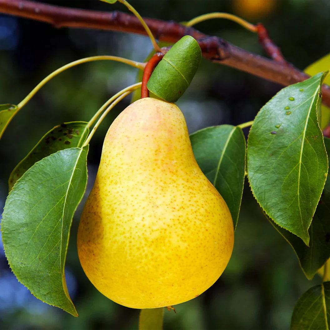 bartlett pear tree pyrus communis sweet edible fruits shipping high organic Fruit Seeds organic garden seeds