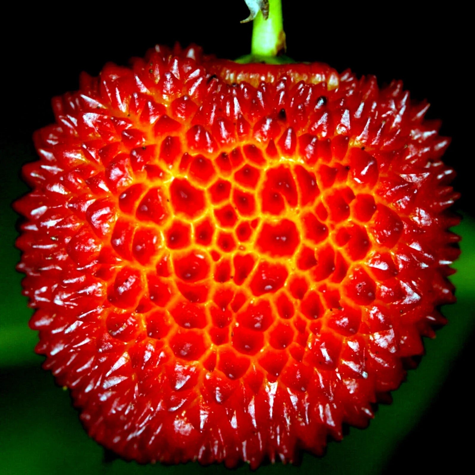 strawberry tree arbutus unedo fruit plant irish killarney rare high organic Fruit Seeds organic garden seeds
