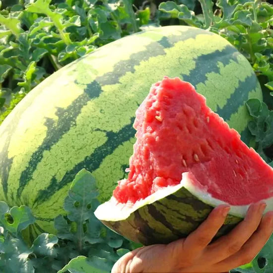 durable storage and transportation vigorous growth watermelon sowing high organic Fruit Seeds organic garden seeds