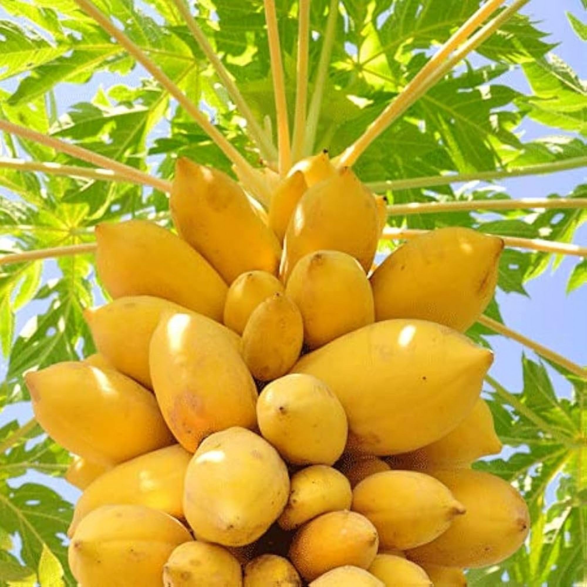 mini potted golden papaya high organic Fruit Seeds organic garden seeds