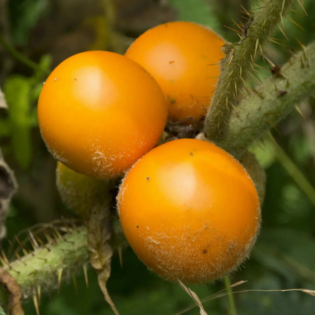 naranjilla orange tree solanum quitoense lulo quito fruit plant high organic Fruit Seeds organic garden seeds