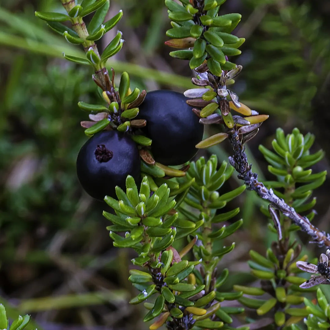 empetrum nigrum crowberry black high organic Fruit Seeds organic garden seeds