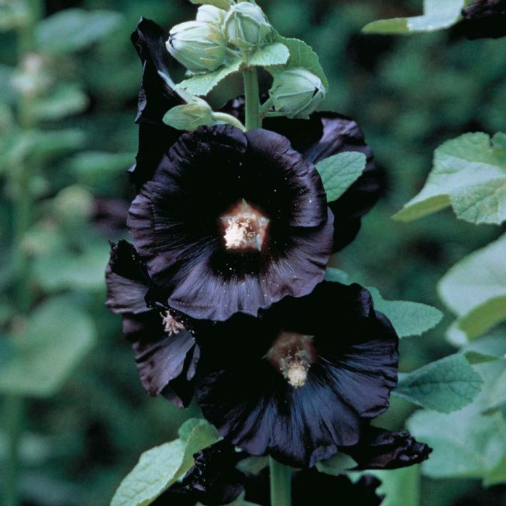 Black Dark Hollyhock Flower Seeds