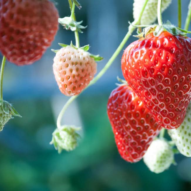 Strawberry Alexandria Beginner Friendly Delicious Fruit Seeds