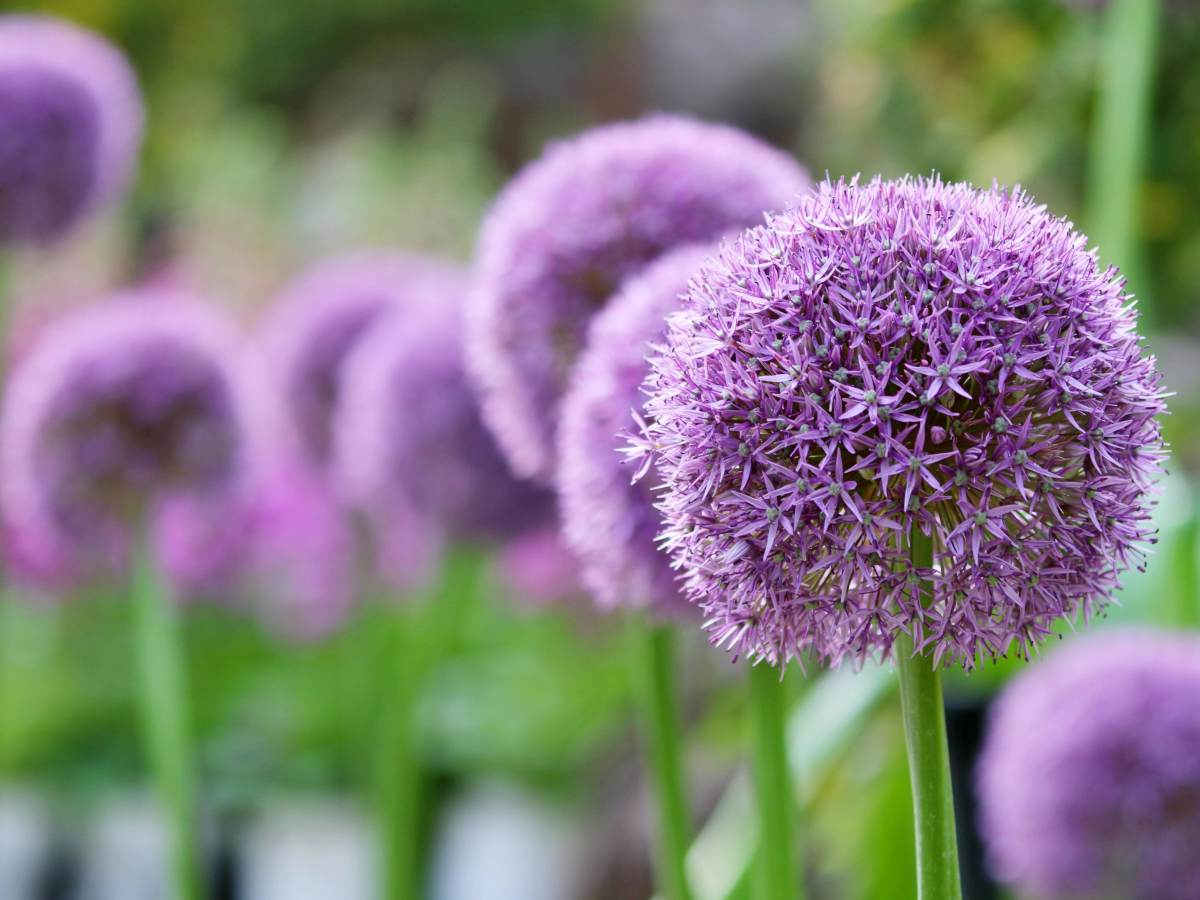 Allium Flower Seeds - Heirloom Non GMO High Germination Garden Planting Seeds