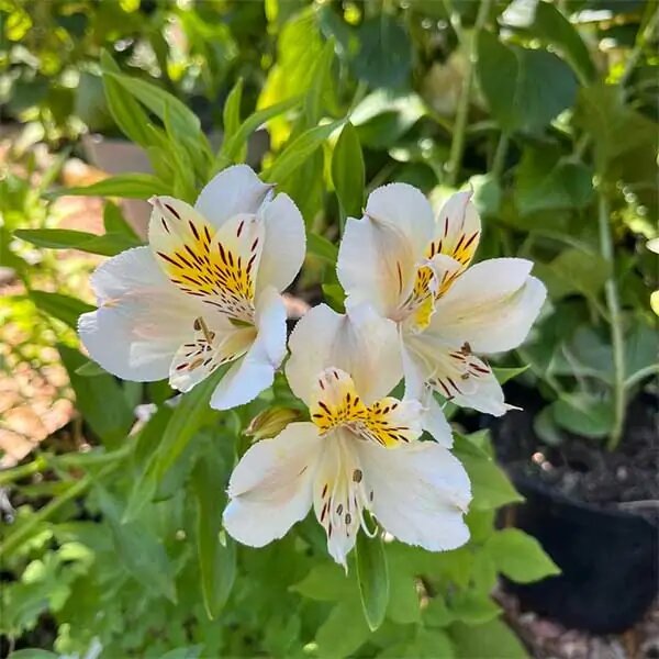 White Alstroemeria Flower Seeds