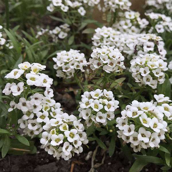 Alyssum Flower Seeds – Rare Blooming Plants - Heirloom Non GMO High Germination Garden Seeds for Planting