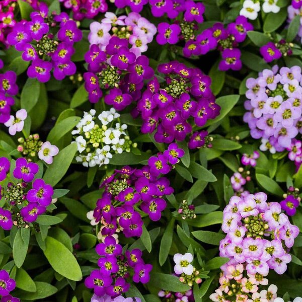 Mixed Alyssum Flower Seeds - Heirloom Non GMO High Germination Garden Planting Seeds