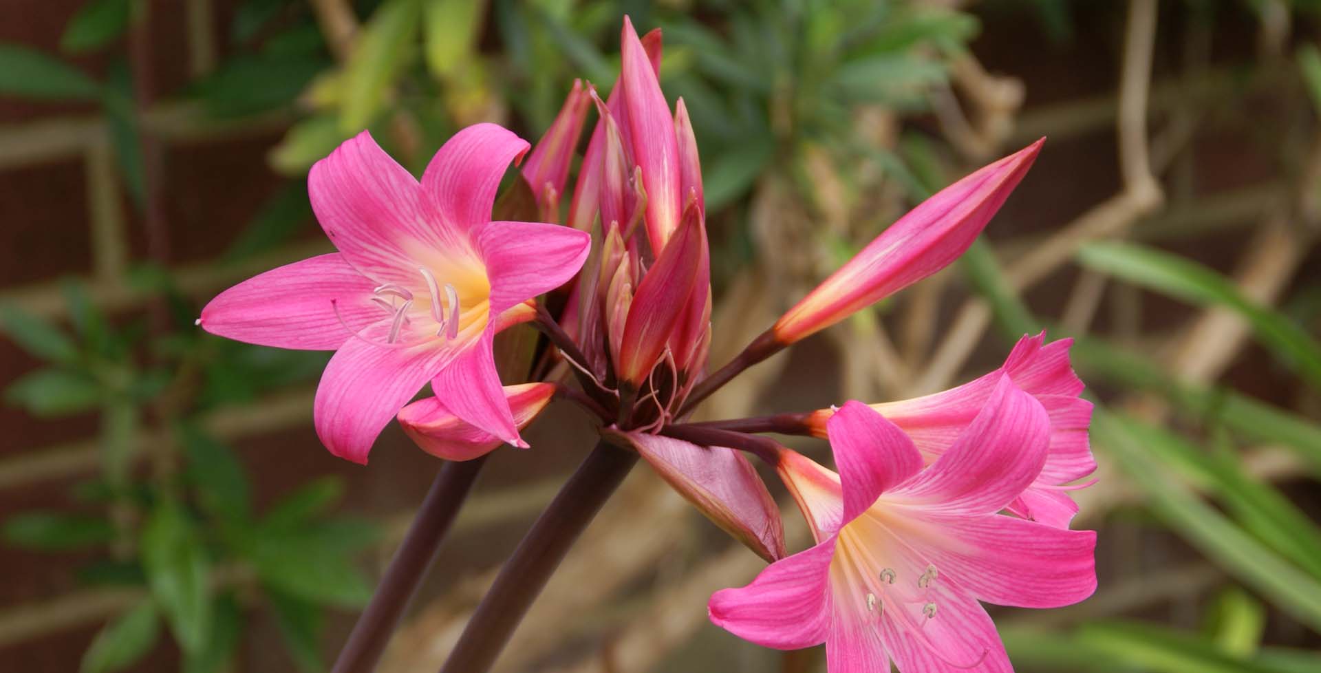 Pink Amaryllis Flower Seeds
