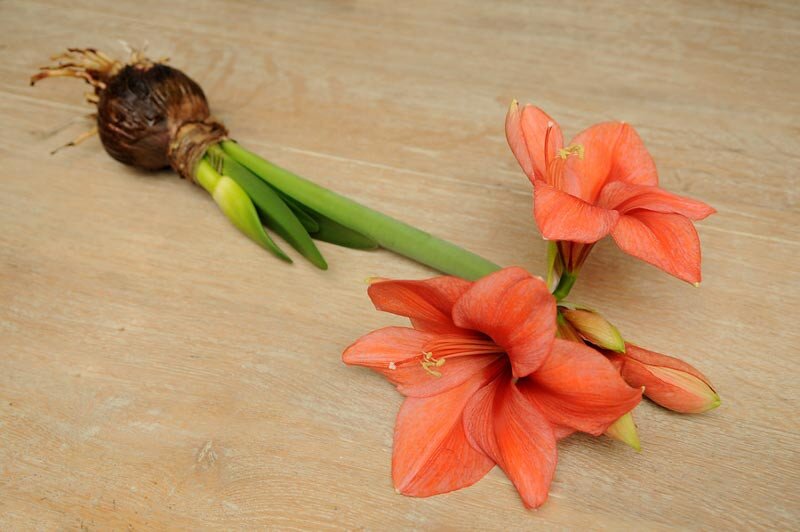 Orange Amaryllis Flower Seeds