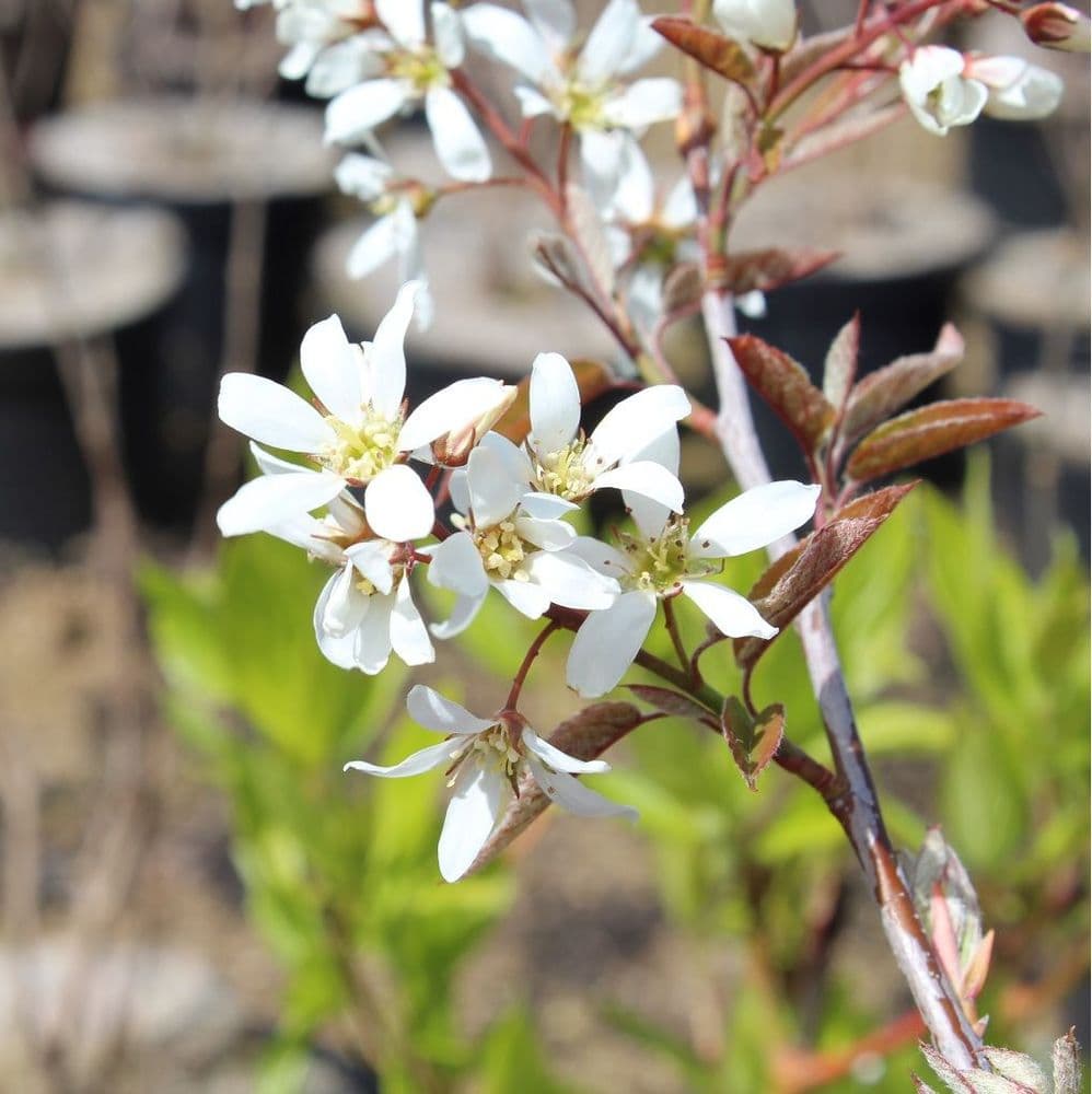 White Amelanchier Flower Seeds