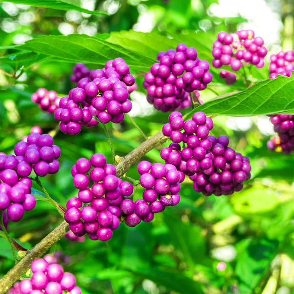 American Beautyberry Florida Grown Fruit