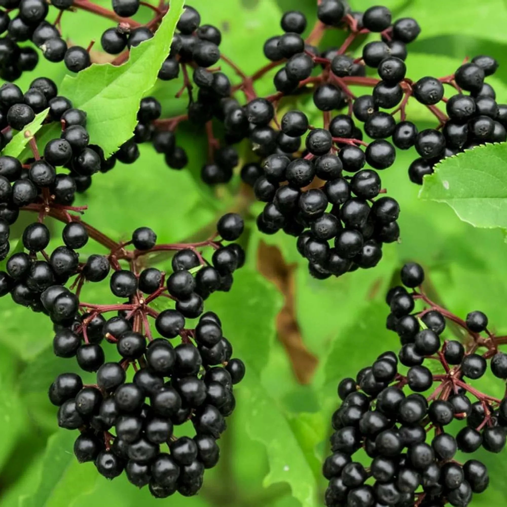 american elderberry medicinal and ornamental plant seeds