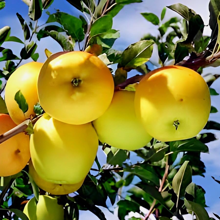 apple malus domestica yellow fruit variety seeds