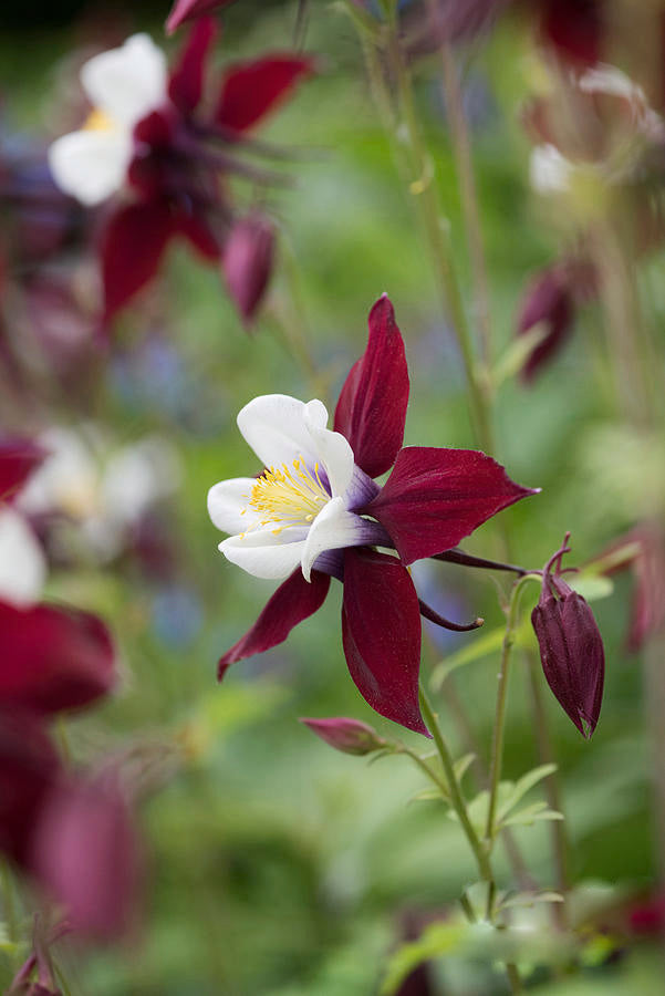 White Brown Aquilegia Flower Seeds