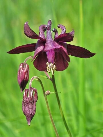 Brown Aquilegia Flower Seeds