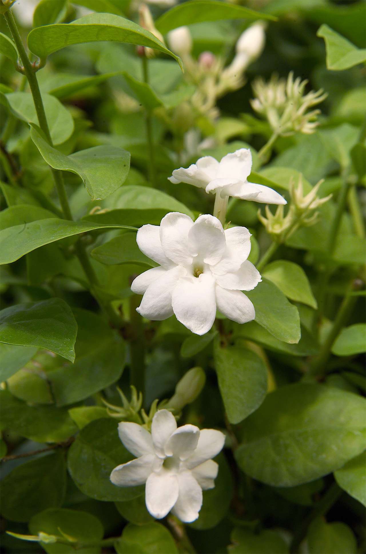 Perennial White Jasmine Flower Seeds