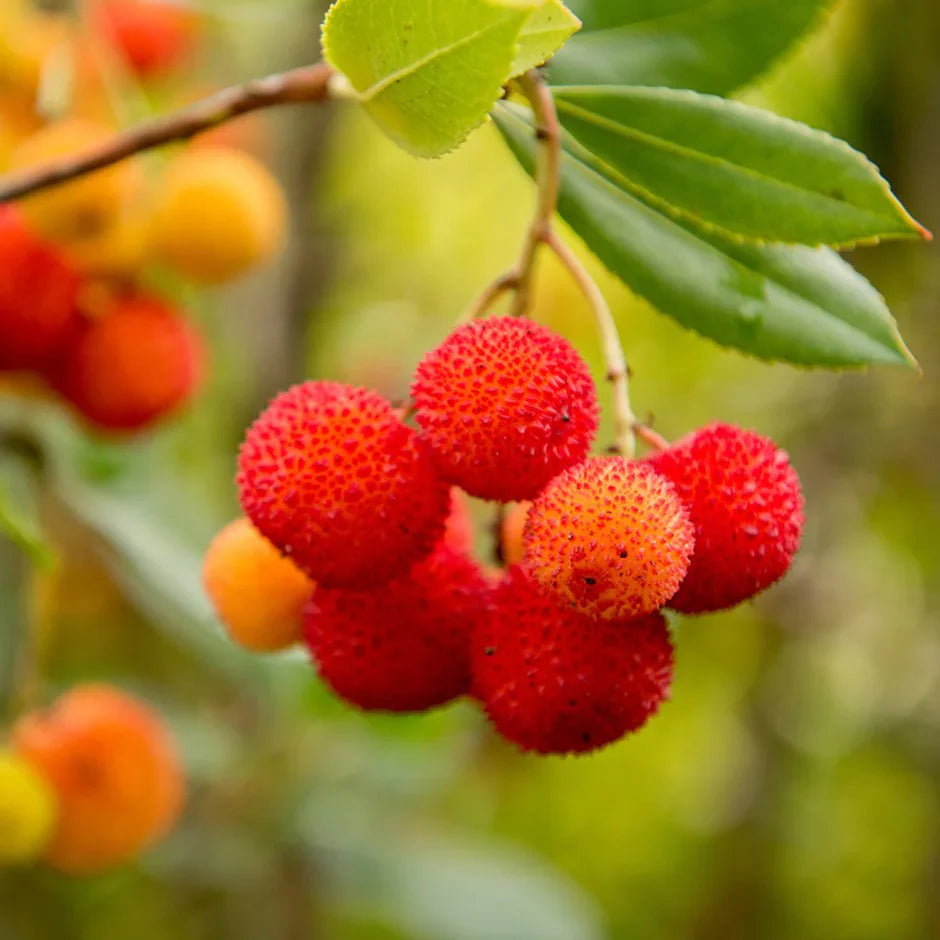 strawberry tree arbutus unedo fruit in seeds