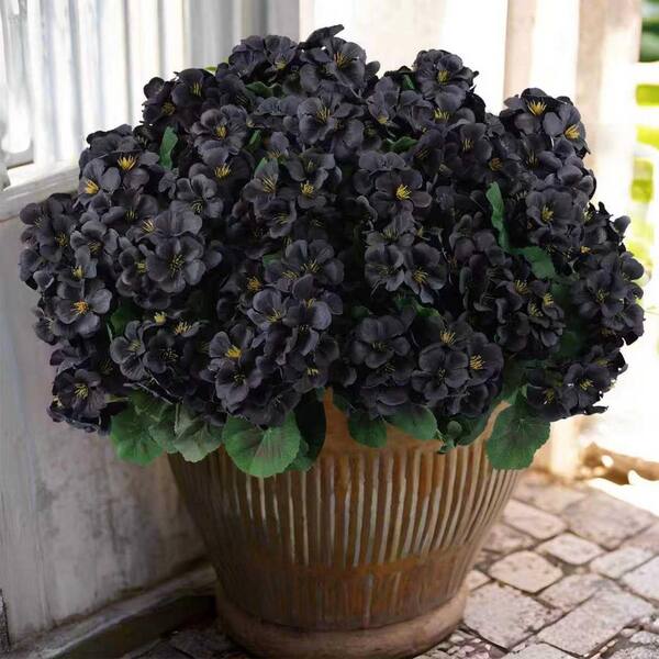 Black Geranium Flower Seeds